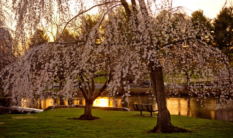 Cherry blossoms in full bloom at the Duck Pond.